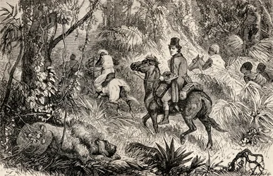 Mungo Park begegnet einem Löwen auf dem Weg zum Dorf Modiboo, 1825